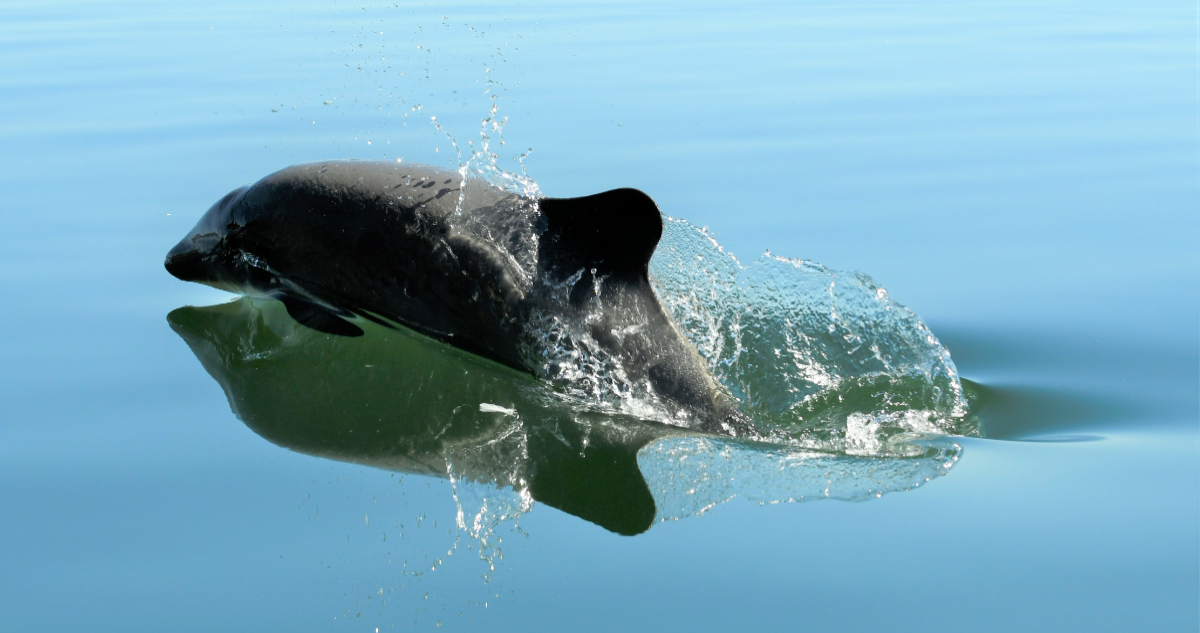 estudio del delfín chileno en Chiloé