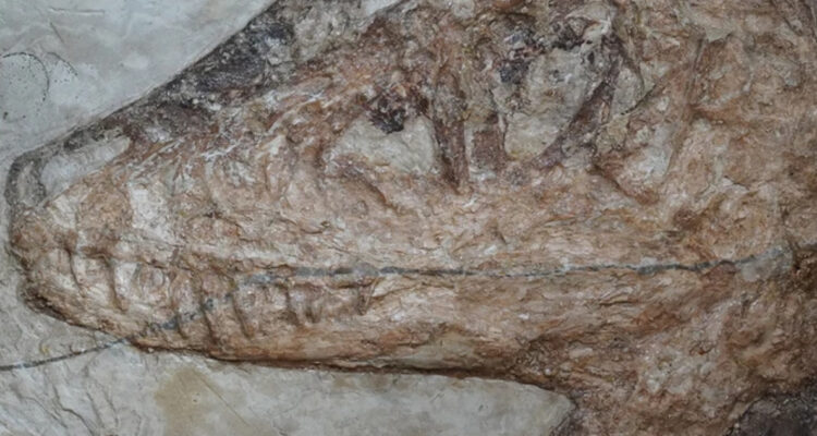 Descubren nuevo fósil de dinosaurio en China