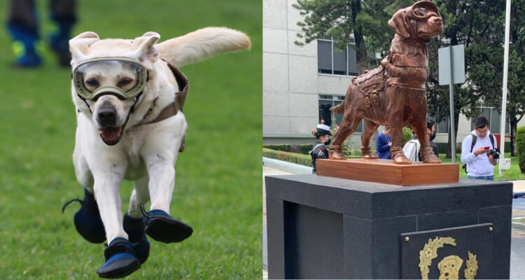La perrita rescatista Frida corriendo con su equipo de rescate. A su lado, la estatua de bronce construida en su honor.