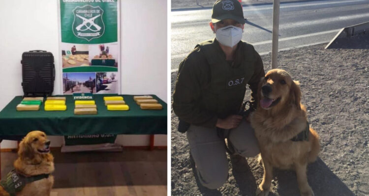 Fusy fue protagonista: incautan $150 millones en droga en buses interprovinciales en Antofagasta