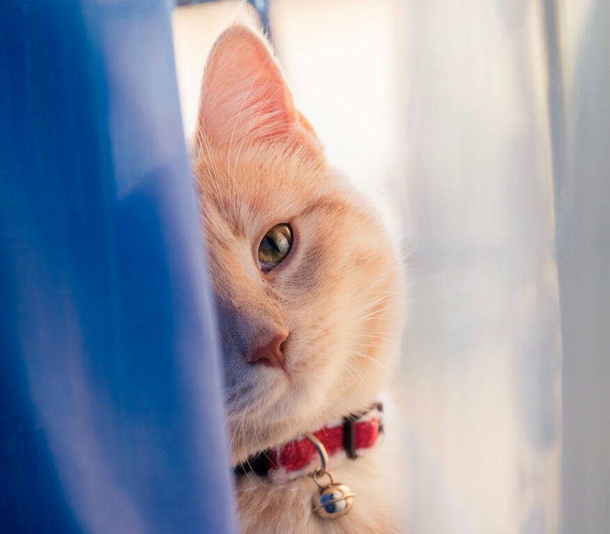 Incluso los gatos pueden reaccionar bien ante desconocidos con la "sonrisa felina"