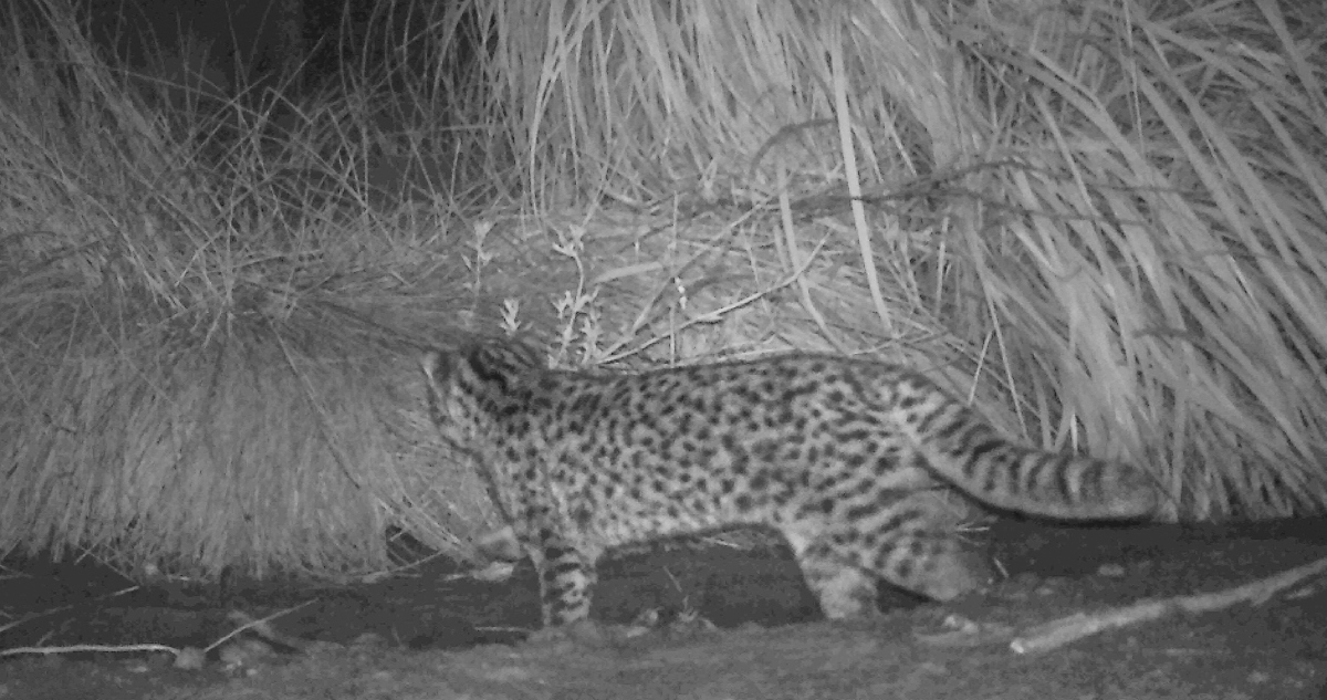Captan gato güiña en Santo Domingo