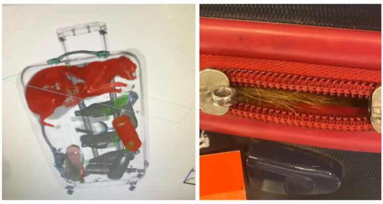 El gato captado por los rayos X, y su pelaje sobresaliendo del cierre de la maleta.