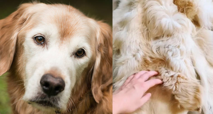 Golden Retriever convertido en alfombra