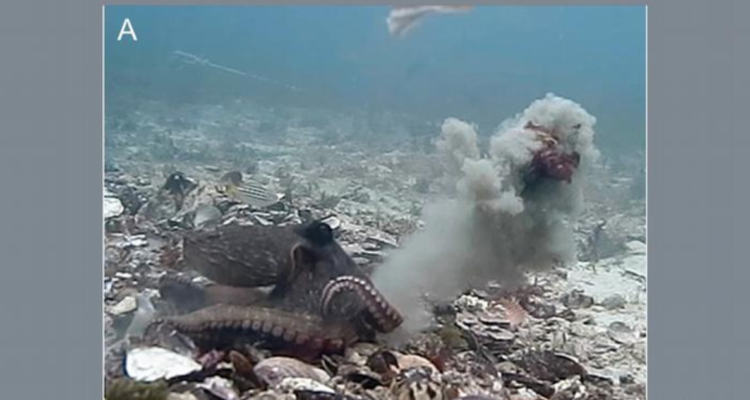 Hembras pulpo lanzando arena a machos