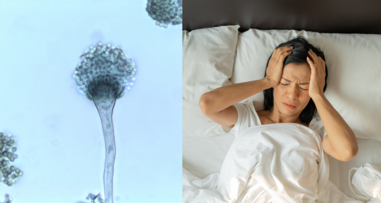 Fotografía del hongo Aspergillus fumigatus, uno de los hongos más peligrosos (izquierda) y una mujer con dolor de cabeza, uno de los síntomas de la meningitis (derecha)