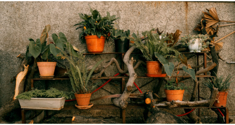 Huerta sustentable y sus beneficios