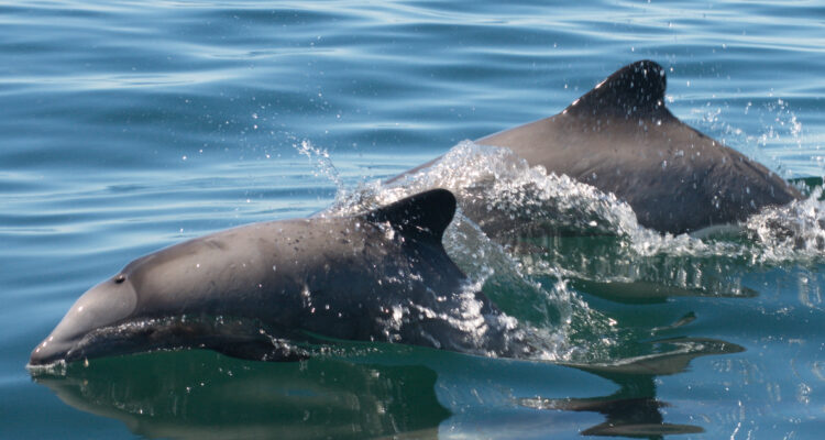 Lanzan serie de cuentos sobre el delfín chileno para acercar el mundo marino a estudiantes y adultos