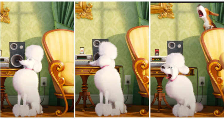 camaras para mascotas