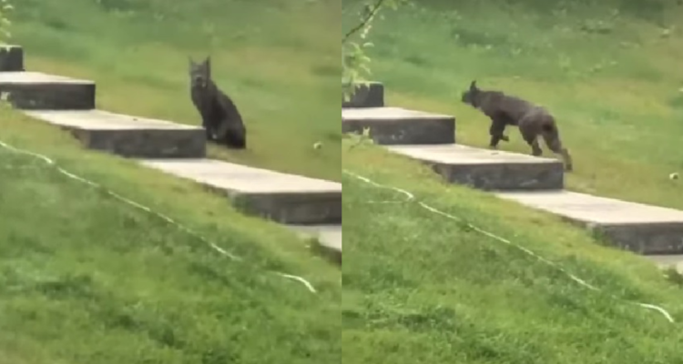 Lince negro en Canadá