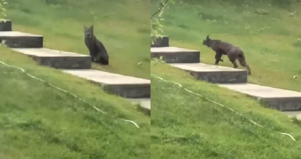 Lince negro en Canadá