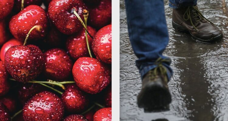 “November rain”: sector frutícola estima hasta 20% de pérdidas por precipitaciones del fin de semana