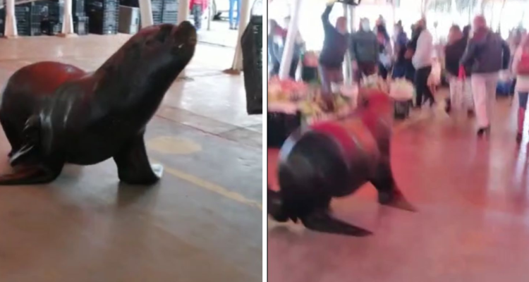 Lobo marino en feria fluvial de Valdivia