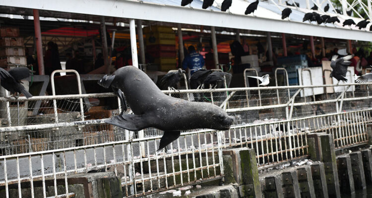 Terror en la Feria Fluvial de Valdivia por hambriento lobo marino que “asaltó” un local