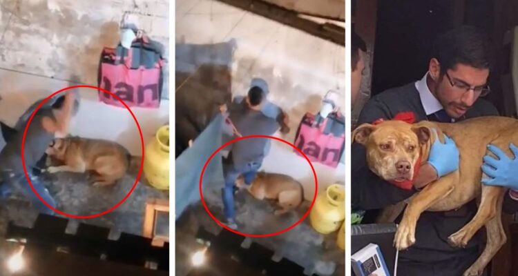 Nuevo caso de maltrato animal en Antofagasta