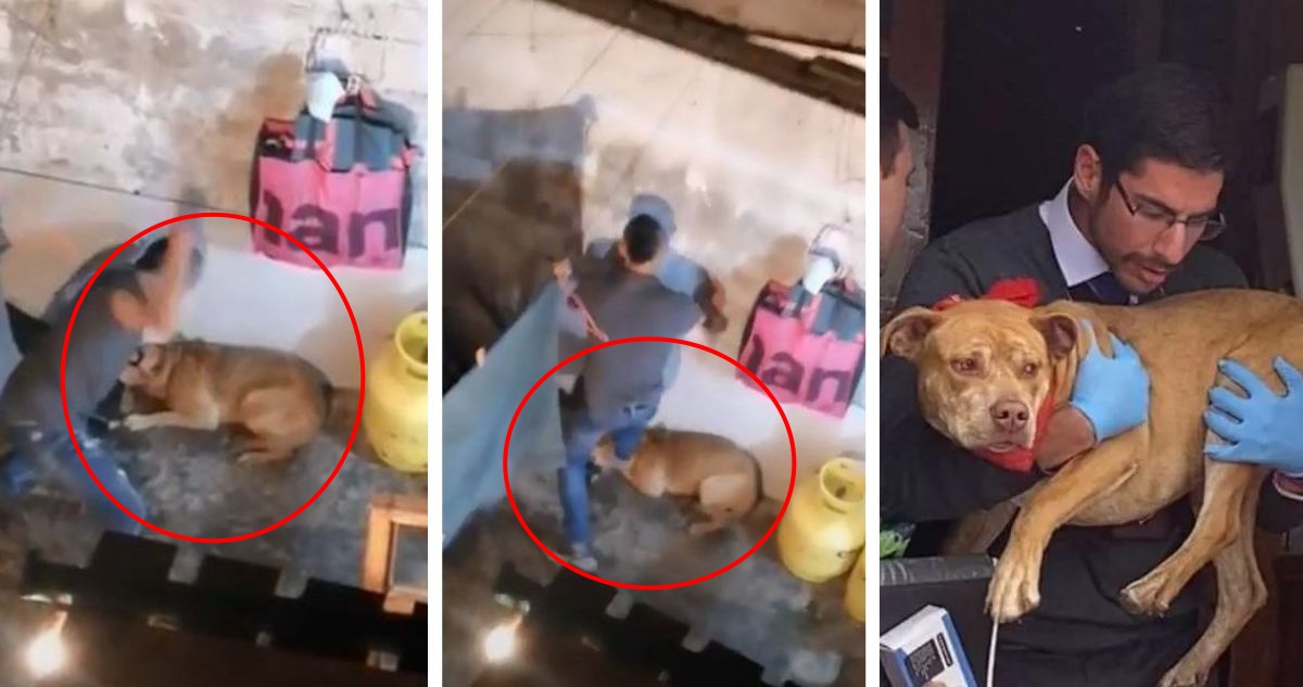 Nuevo caso de maltrato animal en Antofagasta