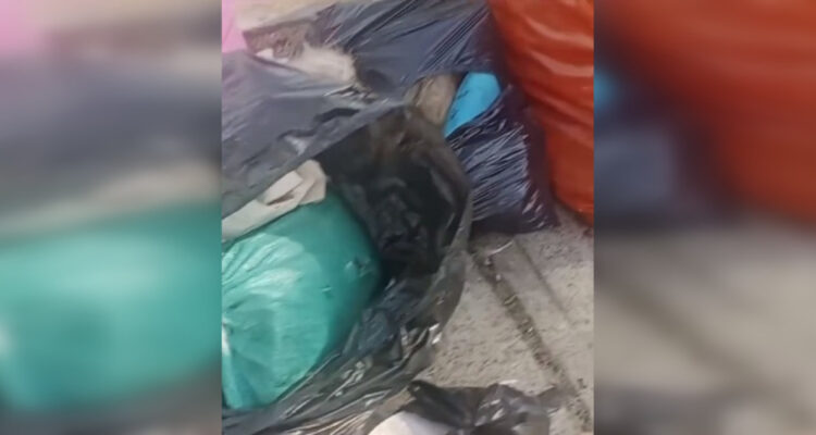 Presentan querella por maltrato animal tras matanza de perros en Lo Prado