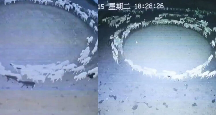 Explican misterio de ovejas que caminan en círculo en China