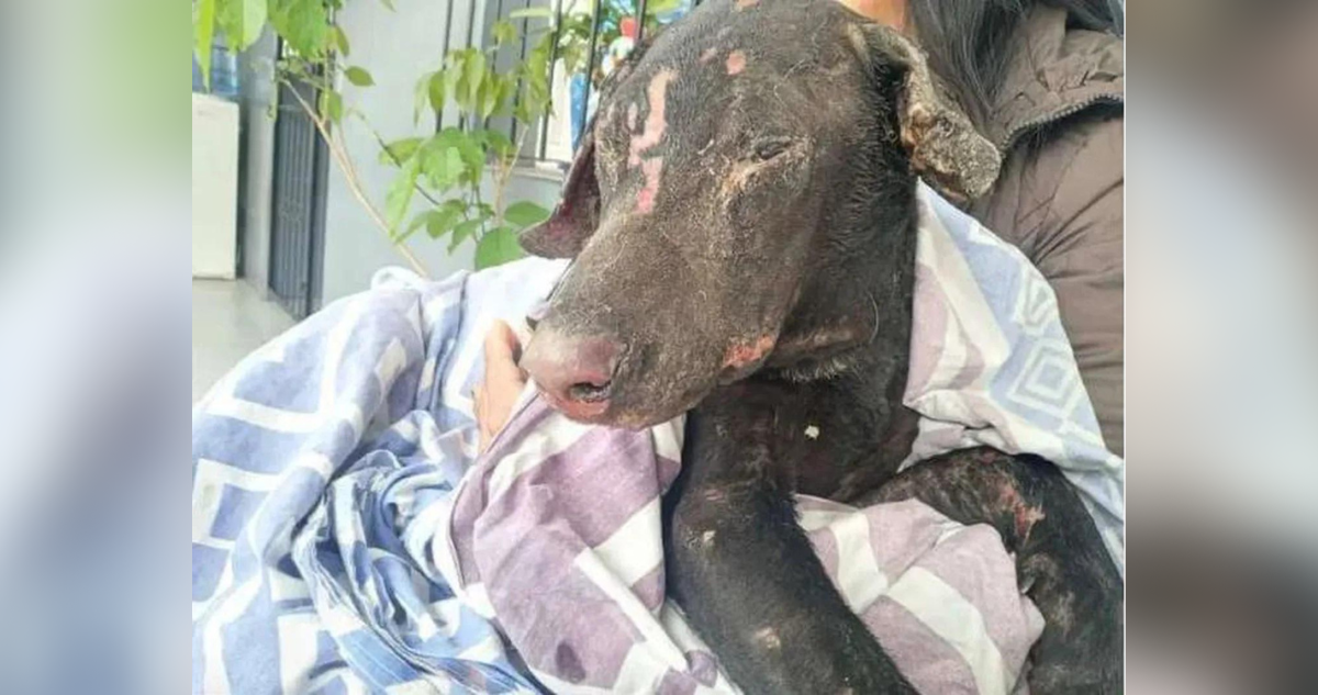 Mujer prendió fuego al perro de su ex novio