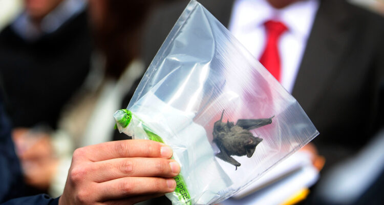 Seremi de Salud confirmó caso de murciélago con rabia en sector residencial de Machalí