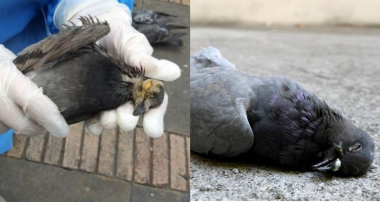 Palomas zombie en UK