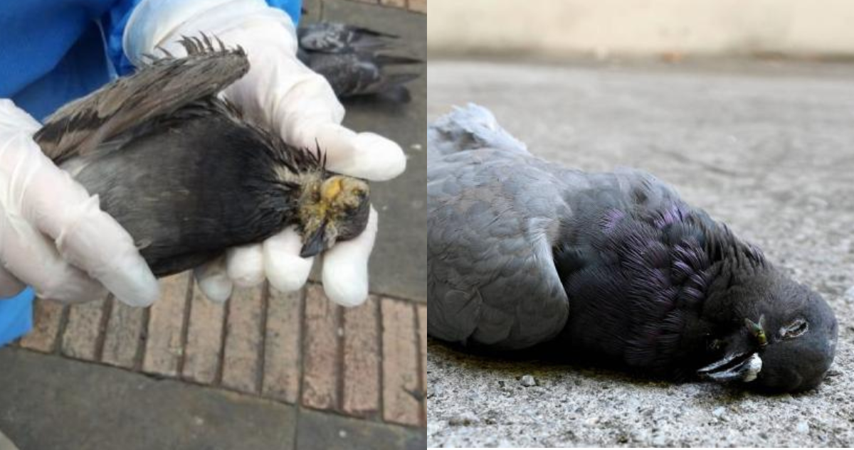 Palomas zombie en UK