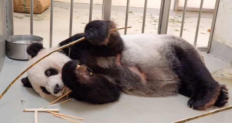 Oso panda une a China y Taiwán