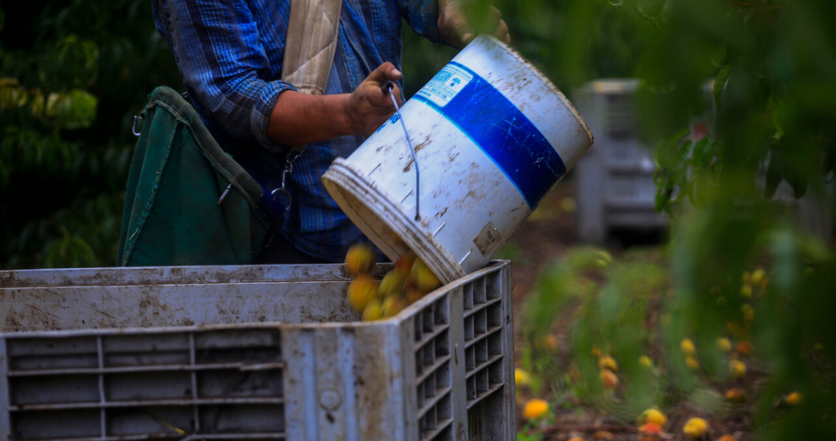 Paro de camiones amenaza con exportación de frutas de temporada en región de Valparaíso