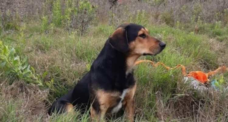 “Peluchín” espera a su dueño fallecido