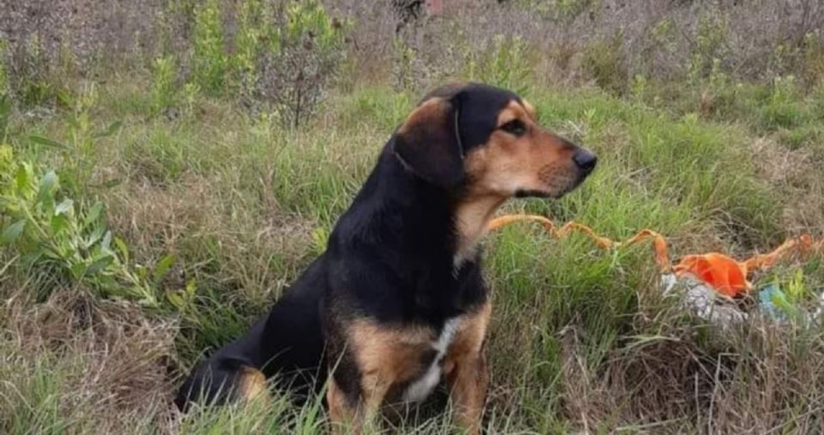 “Peluchín” espera a su dueño fallecido