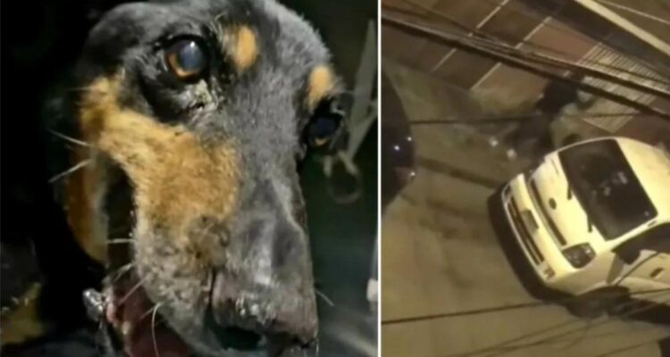 Hombre mata a perrita que habría intentado evitar robo: PDI inició búsqueda del sujeto