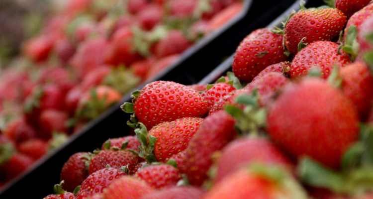 Plaga en la frutilla podría provocar alza de precio en la fruta