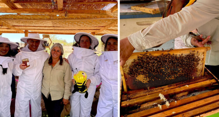 El cultivo de miel en el desierto más árido del mundo: abejas polinizan tamarugos y algarrobos