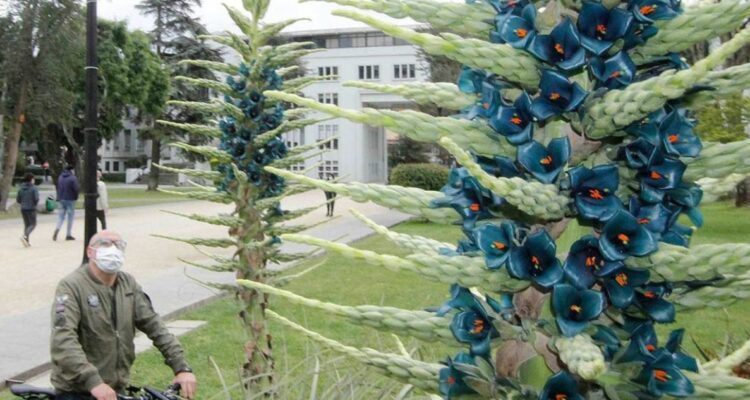 Puya florece en la UdeC