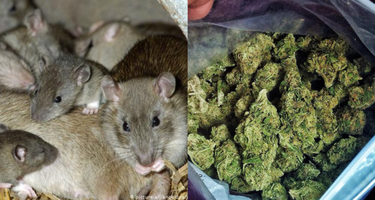 Ratas devoraron kilos de marihuana