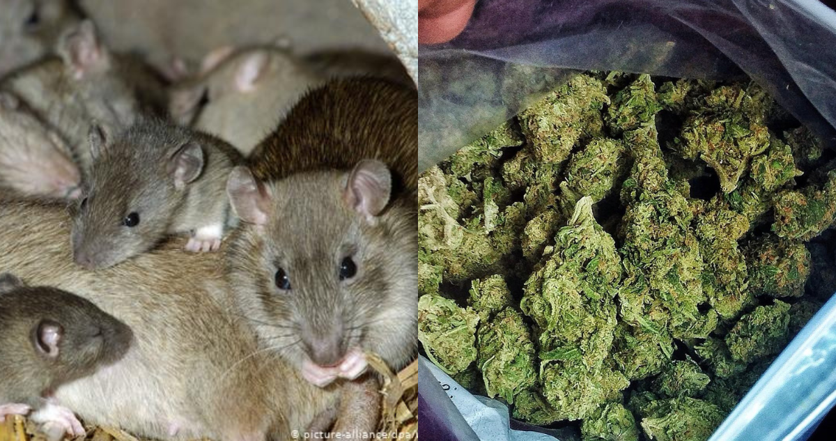 Ratas devoraron kilos de marihuana
