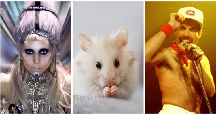 RATAS MUEVEN LA CABEZA AL RITMO DE LA MUSICA DE QUEEN Y LADY GAGA