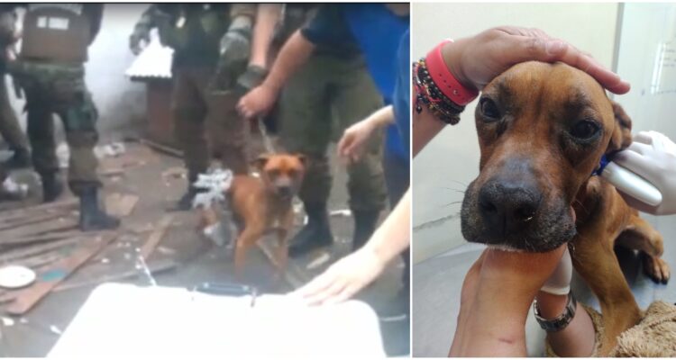 Rescate de perro en San Pedro de la Paz