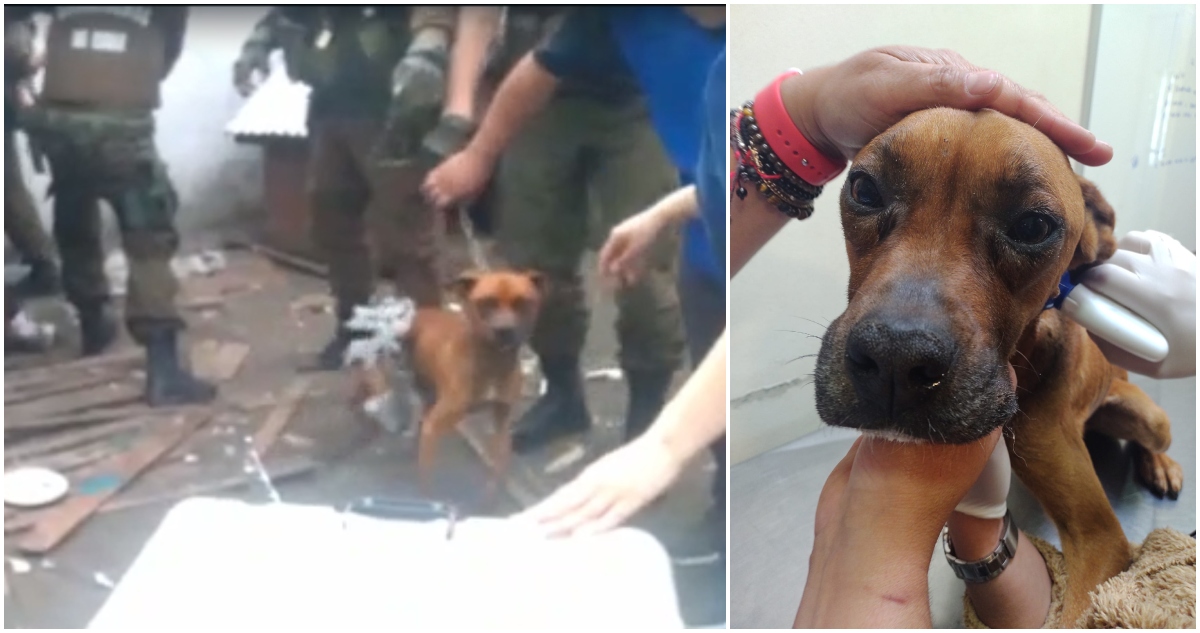 Rescate de perro en San Pedro de la Paz