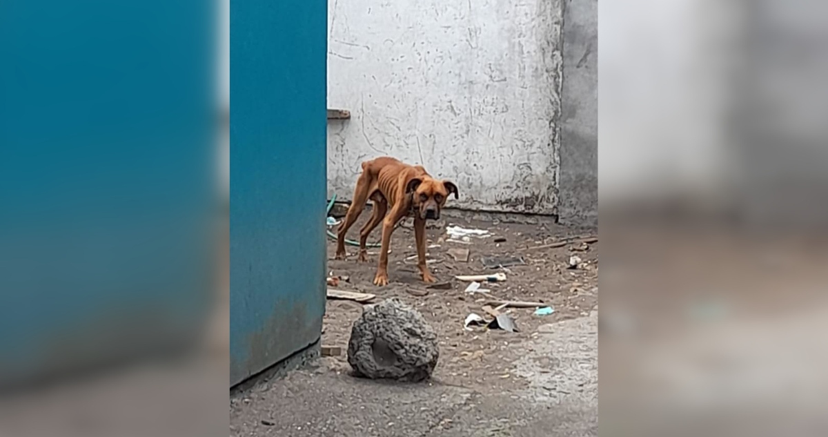 Rescate de perro en San Pedro de la Paz