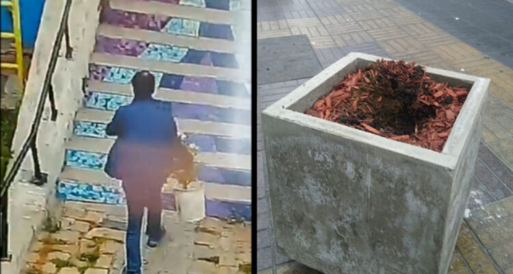 Graban a sujeto robando flores de maceteros en centro de Coquimbo: Municipio tomará acciones legales