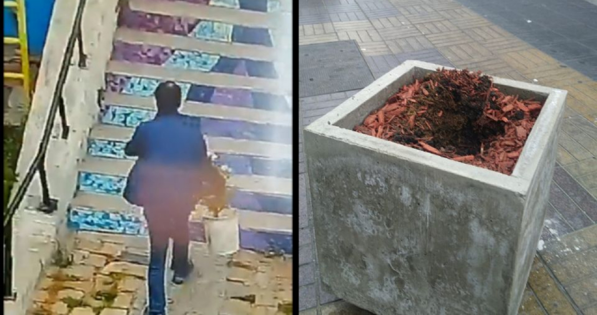 Graban a sujeto robando flores de maceteros en centro de Coquimbo: Municipio tomará acciones legales