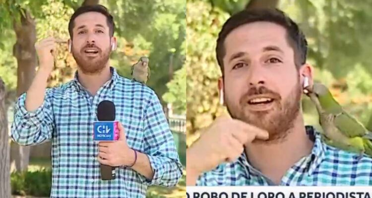 Loro roba audífono a periodista de CHV