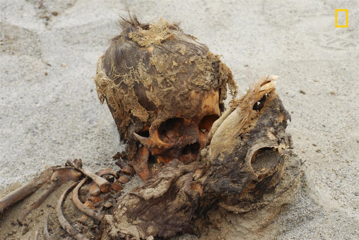 En el año 2020 los arqueólogos encontraron 140 esqueletos como parte de los sacrificios infantiles en Perú. Un niño fue encontrado junto a su llama.