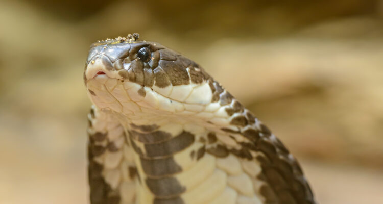 Serpiente cobra