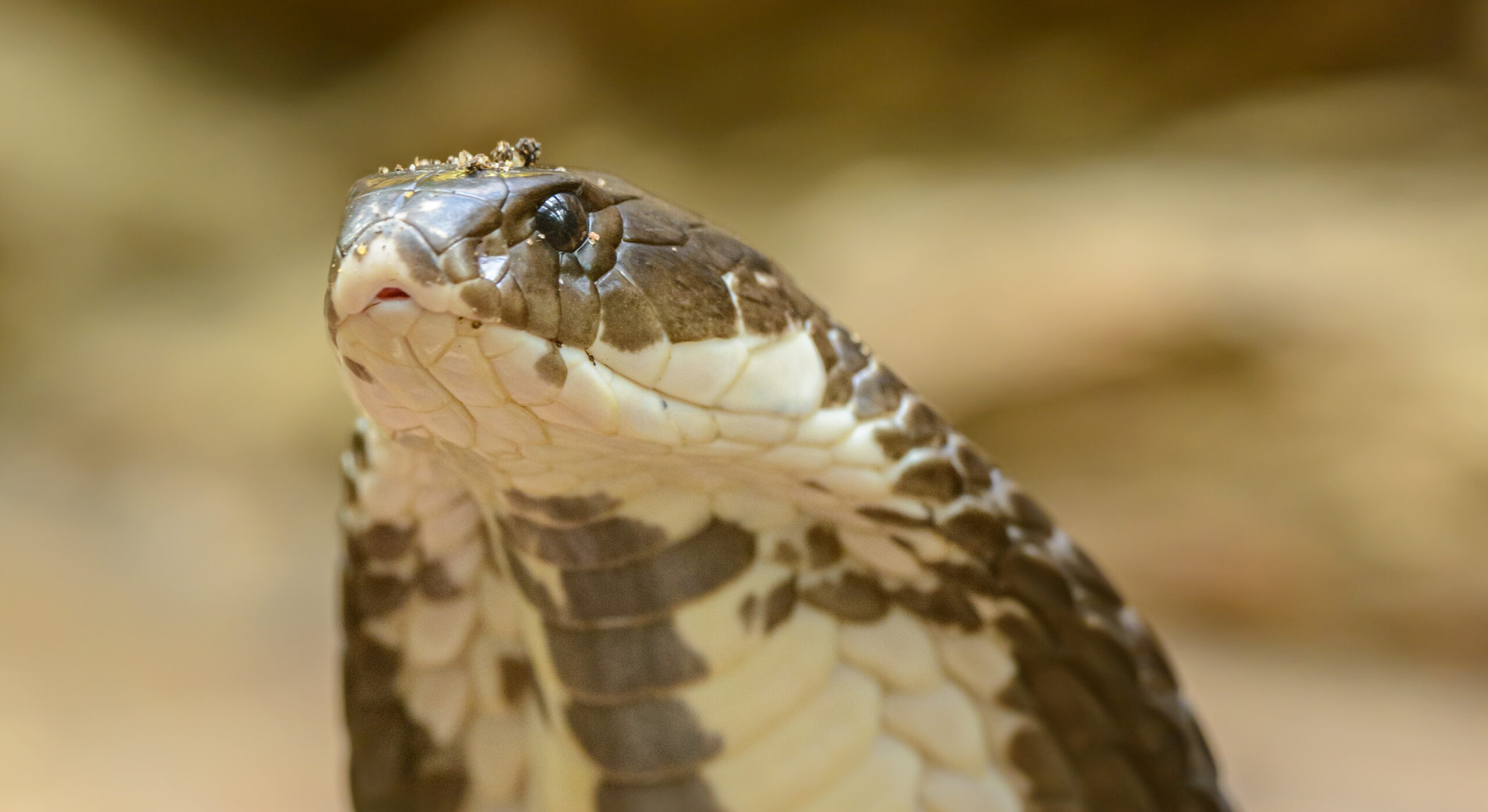 Serpiente cobra