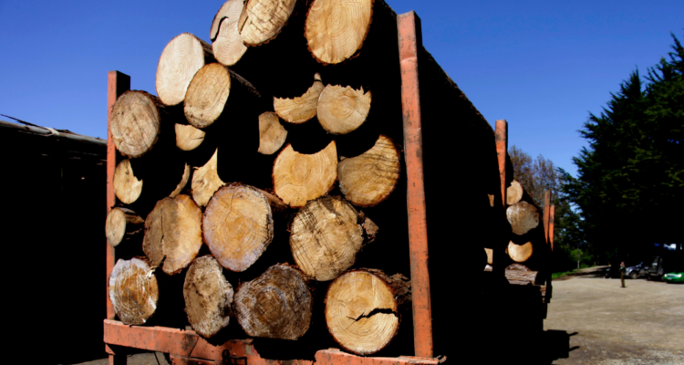 SII responde que no tiene personal para fiscalizar robo de madera donde son recibidos a disparos