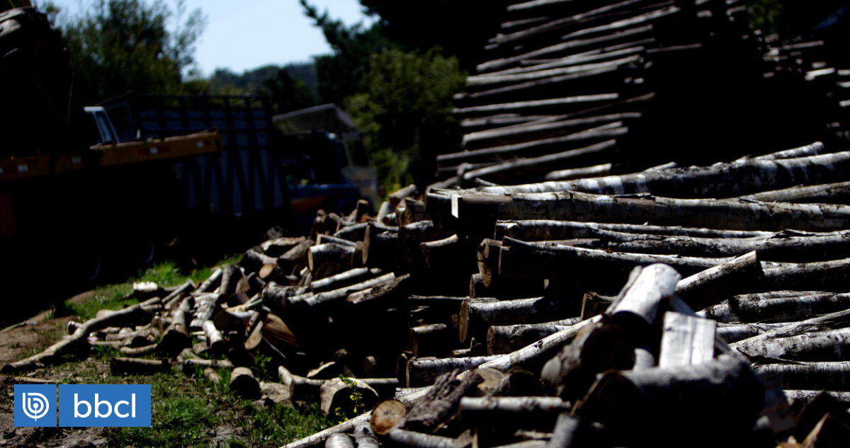 Detienen A 4 Personas Robando Madera Nativa Desde Predio De Arauco En