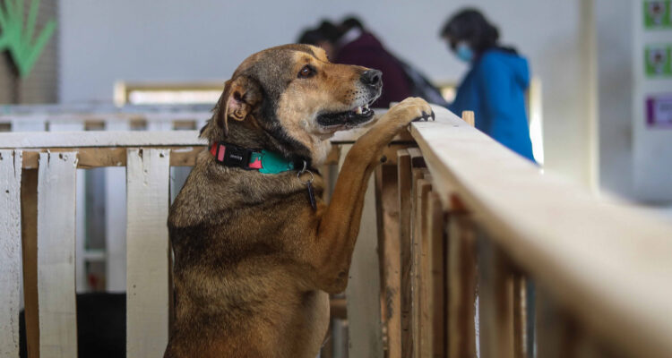 Diputados solicitan que Presupuesto 2022 incluya recursos para la protección de animales
