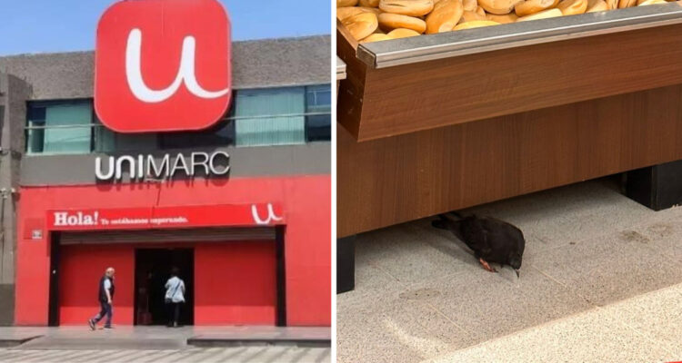 Hallan fecas de palomas en supermercado de Antofagasta